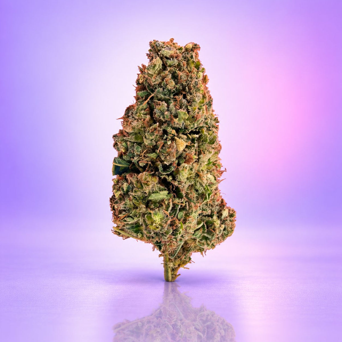 Biscotti THC+-thumbmail-1